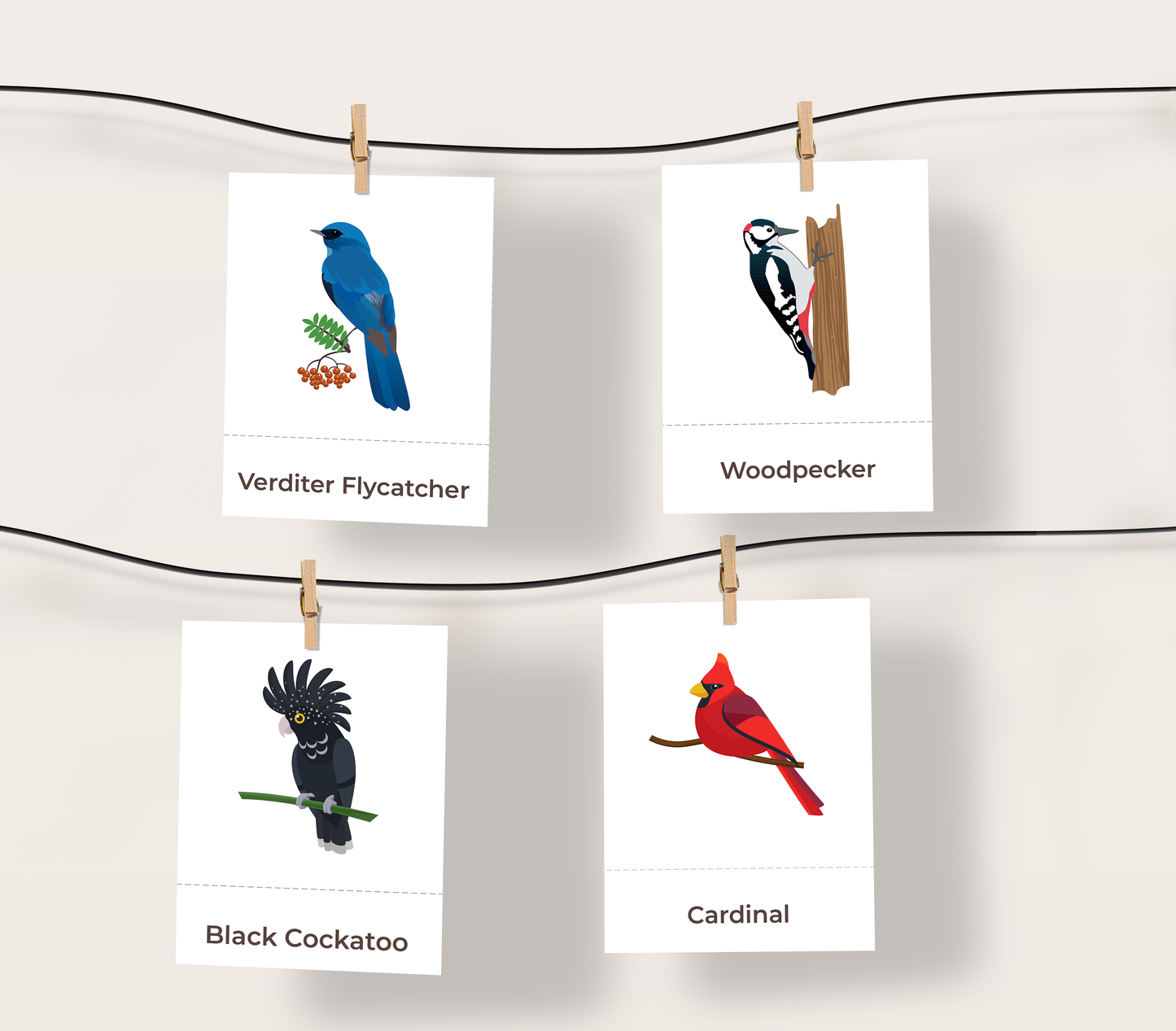 Birds of the World | Wildlife Education
